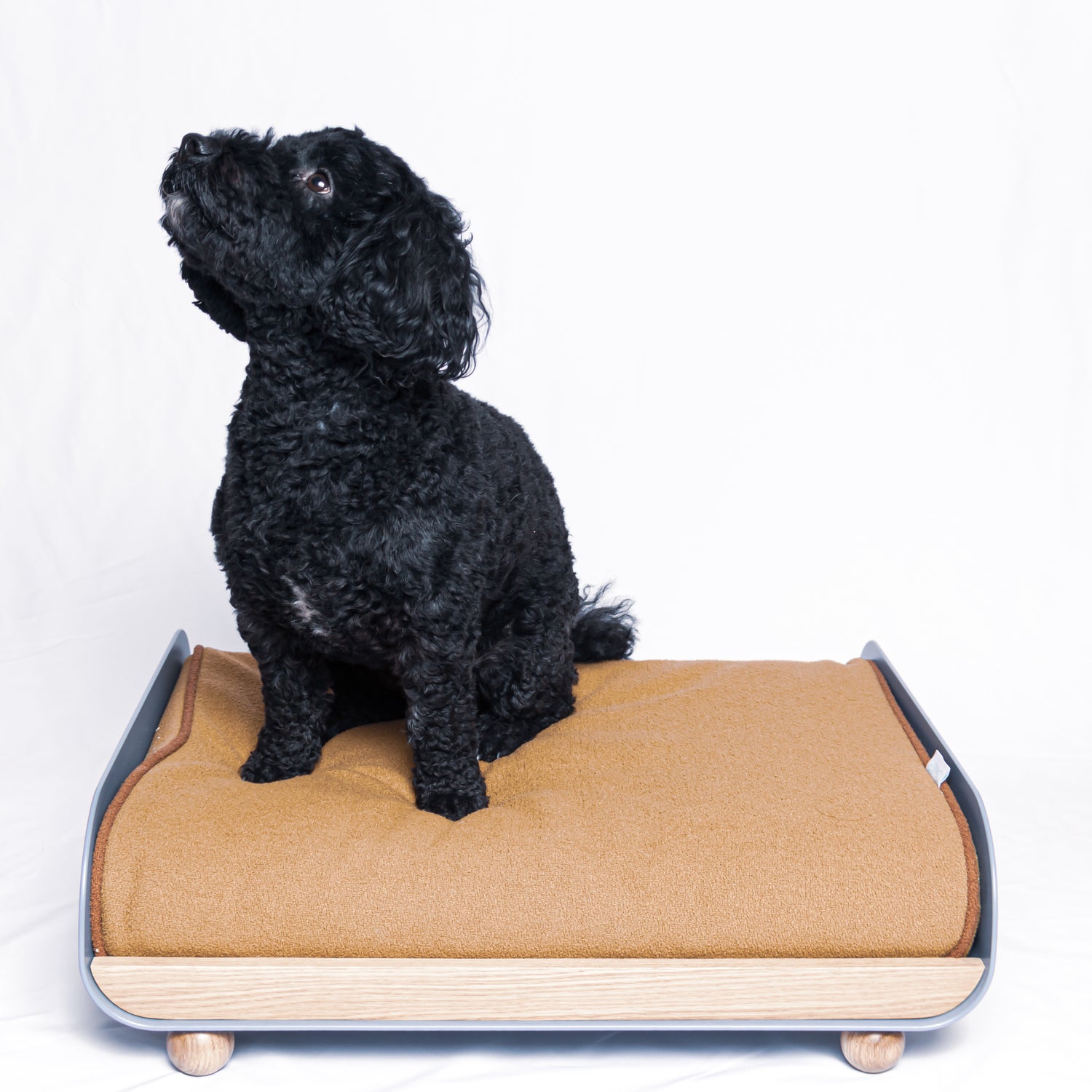 Pamo dog bed size small blue American Oak Black Cavoodle dog model
