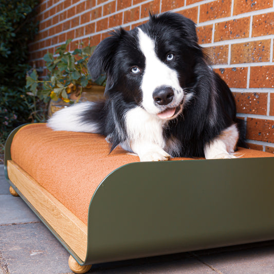 Pamo Dog Bed - Large